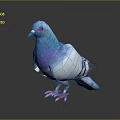 Blue and white pigeon with purple iridescent sheen red eyes pink feet on dark background