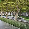 Residential Landscape With Tree Lined Walkway Under Green Canopy Lush Greenery And Seating Area
