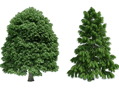 Two Lush Green Arbor Trees Featuring Broadleaf And Coniferous Canopies 3d model