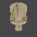 Realistic 3D Model of Ape Skull Showing Anatomical Structure Details
