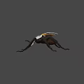 Black And White Striped Beetle With Orange Yellow Wings And Long Legs