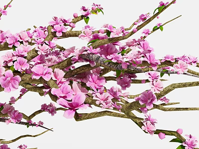 Blooming Flowering Tree with Pink Blossoms and Green Leaves on Branches 3d model