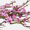Blooming Flowering Tree with Pink Blossoms and Green Leaves on Branches
