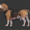 Detailed Realistic Tri Colored Beagle Dog Standing On Black Reflective Surface