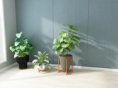 Indoor Potted Plants with Different Pots Stands Light Blue Wall Light Floor and Window Light 3d model