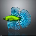 Vibrant Green Betta Fish with Blue Flowy Tail Isolated on Dark Background and Reflective Surface