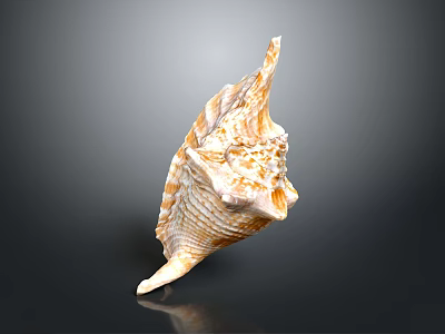 Beautiful Orange White Conch Shell With Spiral Texture On Dark Background 3d model
