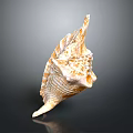 Beautiful Orange White Conch Shell With Spiral Texture On Dark Background