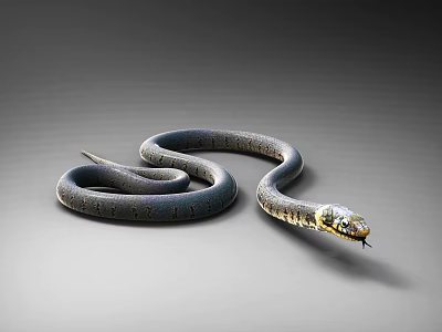 animal snake reptile black snake venomous snake cobra curled up snake tongue out 3d model