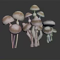 Fresh White And Brown Spotted Mushrooms In Cluster On Black Reflective Surface