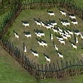 Ancient Architecture Traditional Wooden Fence Circular Enclosure With Sheep Grazing On Green Grassland