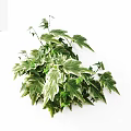 Lush Variegated Ivy Vines With Green And White Leaves On White Background