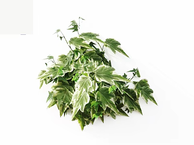 Lush Variegated Ivy Vines With Green And White Leaves On White Background 3d model