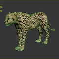 Cheetah Model Standing On Gray Surface With Reflection And Detailed Spots