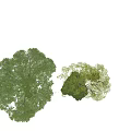 Arbor Trees With Lush Green Foliage And Natural Garden Surroundings