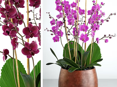 Purple Orchid Potted Plant with Bamboo Stems Green Leaves and Brown Ceramic Pot 3d model