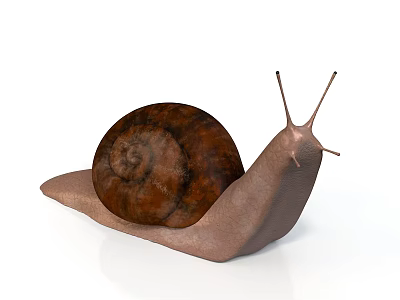Close Up Of Brown Snail With Spiral Shell And Long Antennae On White Background 3d model