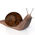 Close Up Of Brown Snail With Spiral Shell And Long Antennae On White Background 3d model