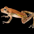 Brown And Yellow Spotted Frog With Large Eyes And Webbed Feet Resting