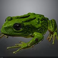 Green Frog With Large Black Eyes Bumpy Textured Skin And Outstretched Limbs On Dark Background