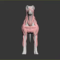 Medical Device Anatomical Model Displaying Canine Muscle Structure for Veterinary Education