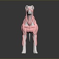 Modern Dog Muscles 3d model