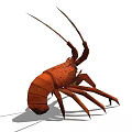 Red Lobster With Long Antennae Multiple Legs And Segmented Exoskeleton In Water