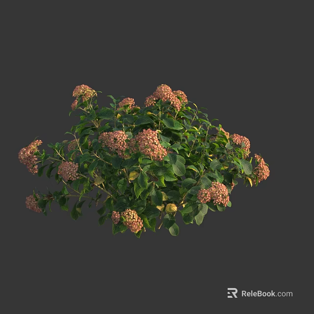 Beautiful Flowering Shrub With Pink Blooms And Lush Green Foliage 3d model 