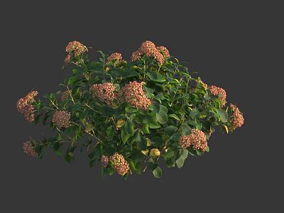 Beautiful Flowering Shrub With Pink Blooms And Lush Green Foliage 3d model