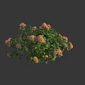 Beautiful Flowering Shrub With Pink Blooms And Lush Green Foliage