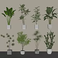 Bonsai Potted Plants Collection With Various Green Leafy Species In White Ceramic Pots
