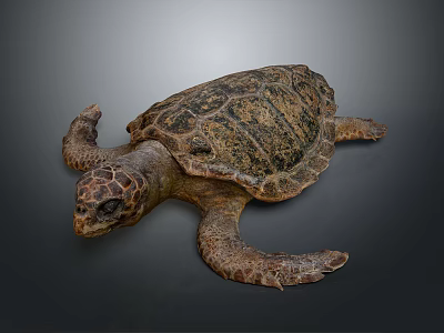 Sea Turtle With Detailed Shell Texture And Extended Limbs On Gray Background 3d model