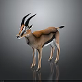 Brown And White Gazelle With Black Horns Standing On Gray Background With Reflection