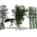 Various Types of Bamboo Plants Including Tall Clumping and Potted Varieties