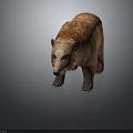 Realistic Brown Bear Model With Detailed Fluffy Fur And Standing Posture 3d model