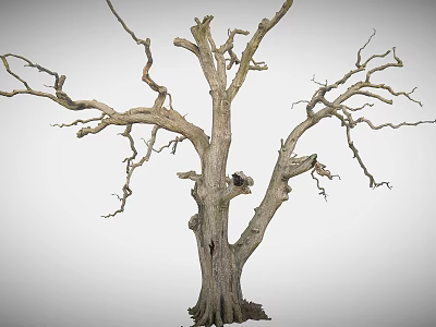 Rough Wooden Stone Dry Tree Trunk With Leafless Branches And Natural Texture 3d model