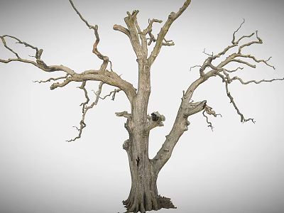 Rough Wooden Stone Dry Tree Trunk With Leafless Branches And Natural Texture 3d model