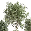 Different Types of Potted Trees and Shrubs in Gray Planters with Green Foliage