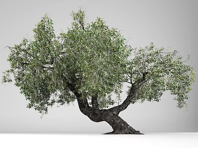 Lush Green Leafy Tree With Twisted Trunk And Natural Growth Shape 3d model