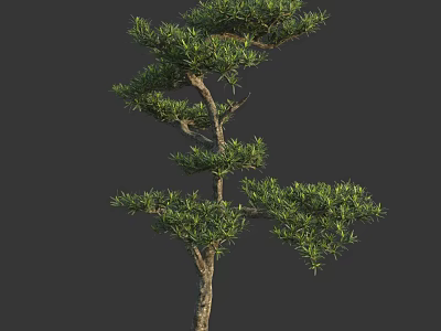Tall Arbor With Lush Green Foliage And Graceful Branch Structure In Natural Setting 3d model