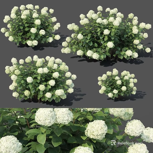 White Hydrangea Bushes With Lush Green Leaves And Round Flower Blooms 3d model 