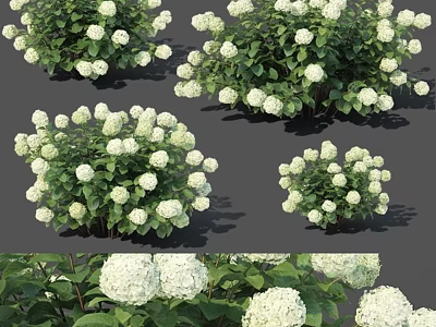 White Hydrangea Bushes With Lush Green Leaves And Round Flower Blooms 3d model