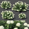 White Hydrangea Bushes With Lush Green Leaves And Round Flower Blooms
