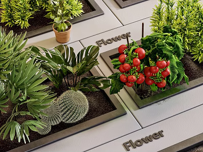 Bonsai Potted Plants Display With Various Green Plants And Red Tomato Fruits In Square Pots 3d model