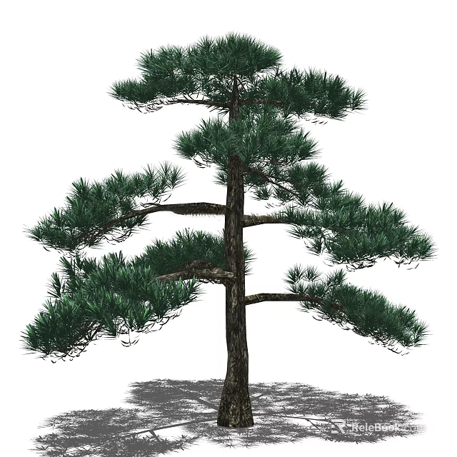 Tall Upright Pine Tree with Dense Green Foliage and Brown Trunk 3d model 