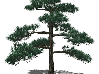 Tall Upright Pine Tree with Dense Green Foliage and Brown Trunk 3d model
