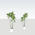 Potted Bonsai Plants With Green Leaves In White Pots Simple Design