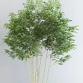 Lush Green Bamboo Plants With Dense Foliage And Slender Golden Stems For Garden Landscaping