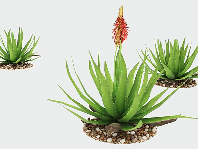 Decorative Lush Green Aloe Vera Potted Plants With Red Flower And Small Pebbles 3d model
