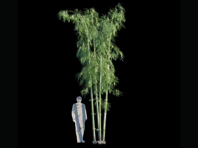 Tall Bamboo Plants With Lush Green Leaves Next To Human Silhouette On Black Background 3d model